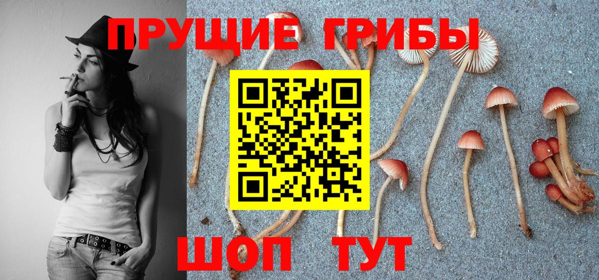 Псилоцибиновые грибы Psilocybine cubensis  Вход с VPN  наркота  Верхний Уфалей  Псилоцибиновые грибы прущие грибы 